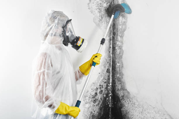Best Basement Mold Removal  in Rosedale, MS