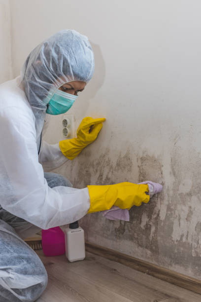 Best Mold Documentation for Insurance Claims  in Rosedale, MS