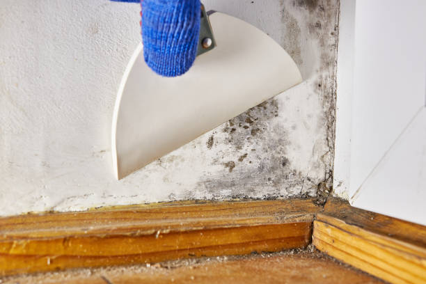Best Post-Construction Mold Inspection  in Rosedale, MS